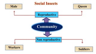 Community
QueenMale
Workers
Soldiers
Reproductive
Non reproductive
 