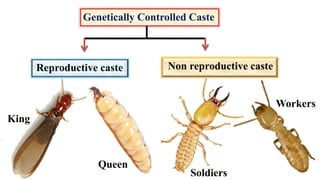 Genetically Controlled Caste
Reproductive caste Non reproductive caste
King
Queen
Soldiers
Workers
 