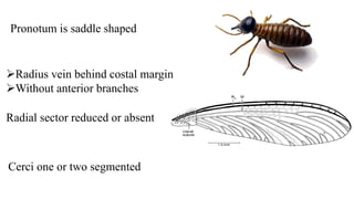 Radius vein behind costal margin
Without anterior branches
Radial sector reduced or absent
Pronotum is saddle shaped
Cerci one or two segmented
 