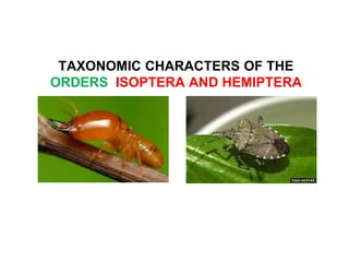 TAXONOMIC CHARACTERS OF THE
ORDERS ISOPTERA AND HEMIPTERA
 
