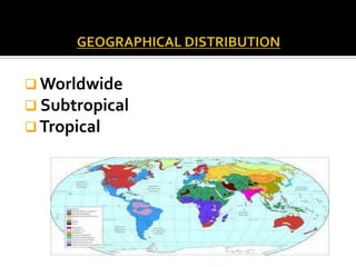  Worldwide
 Subtropical
 Tropical

 
