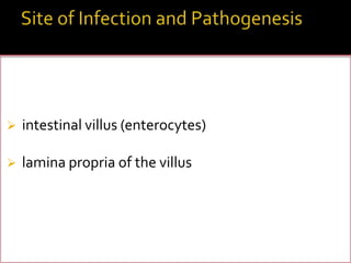 

intestinal villus (enterocytes)



lamina propria of the villus

 