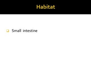 

Small intestine

 