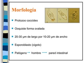 Morfología   <ul><li>Protozoo coccideo </li></ul><ul><li>Ooquiste forma ovalada </li></ul><ul><li>20-30  μm de largo por 1...