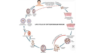 Comprehensive Overview of Coccidia Parasites: Isospora belli and ...