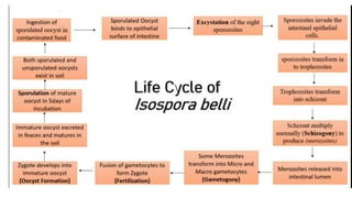Comprehensive Overview of Coccidia Parasites: Isospora belli and ...