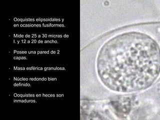 Isosporas | PPTX