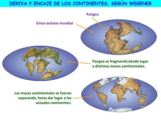 Las masas continentales se fueron
separando, hasta dar lugar a los
actuales continentes.
Pangea
Único océano mundial
Pangea se fragmentó dando lugar
a distintas masas continentales.
DERIVA Y ENCAJE DE LOS CONTINENTES, SEGÚN WEGENER
 