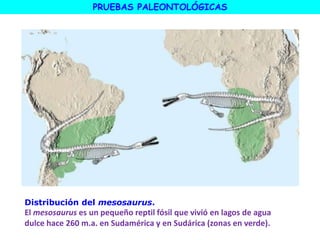 Distribución del mesosaurus.
El mesosaurus es un pequeño reptil fósil que vivió en lagos de agua
dulce hace 260 m.a. en Sudamérica y en Sudárica (zonas en verde).
PRUEBAS PALEONTOLÓGICAS
 