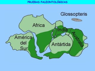 PRUEBAS PALEONTOLÓGICAS
 
