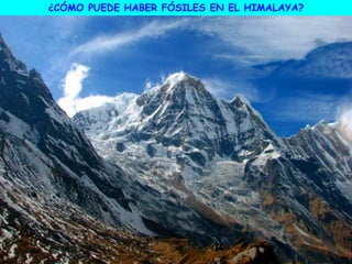 ¿CÓMO PUEDE HABER FÓSILES EN EL HIMALAYA?
 