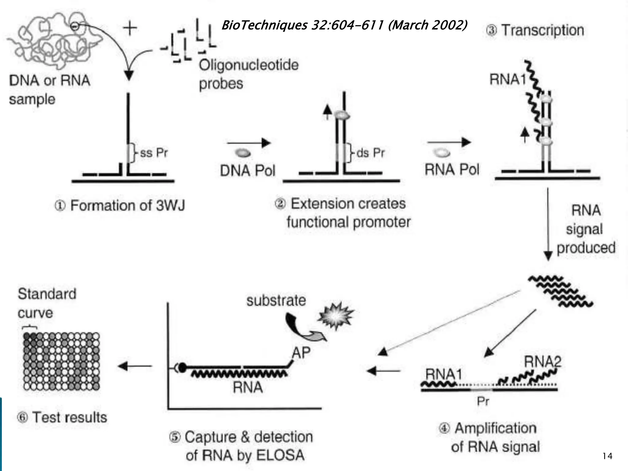 14
BioTechniques 32:604-611 (March 2002)
 