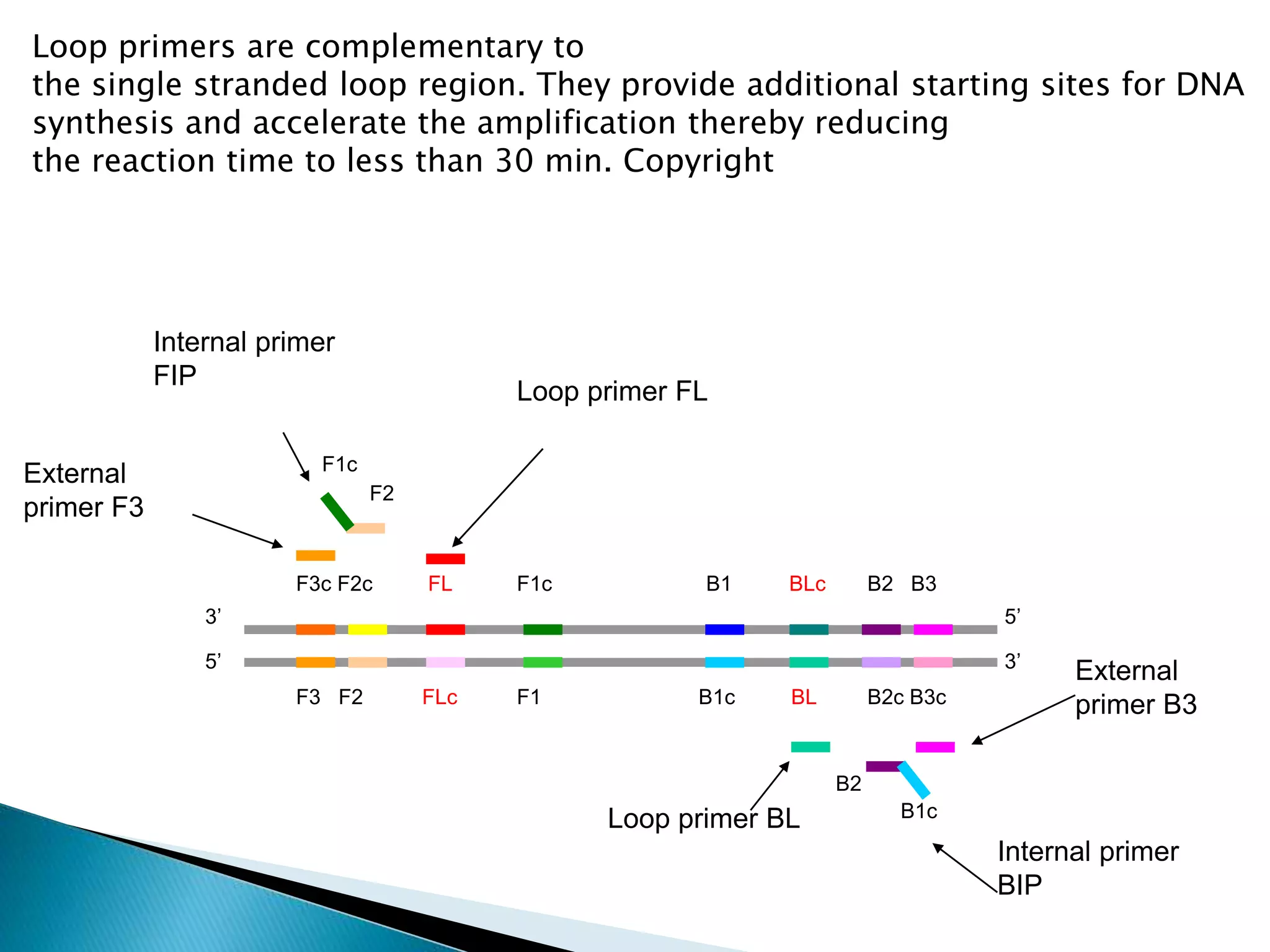 External
primer F3
Internal primer
FIP
External
primer B3
Internal primer
BIP
Loop primer FL
Loop primer BL
F3c F2c
B2c B3cF3 F2
B2 B3
3’
5’
5’
3’
F1c
F2
B2
B1c
F1c
F1
B1
B1c
FL
FLc
BLc
BL
Loop primers are complementary to
the single stranded loop region. They provide additional starting sites for DNA
synthesis and accelerate the amplification thereby reducing
the reaction time to less than 30 min. Copyright
 