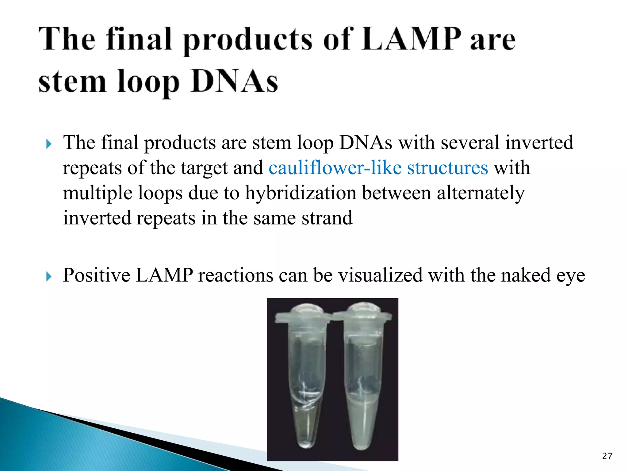  The final products are stem loop DNAs with several inverted
repeats of the target and cauliflower-like structures with
multiple loops due to hybridization between alternately
inverted repeats in the same strand
 Positive LAMP reactions can be visualized with the naked eye
27
 