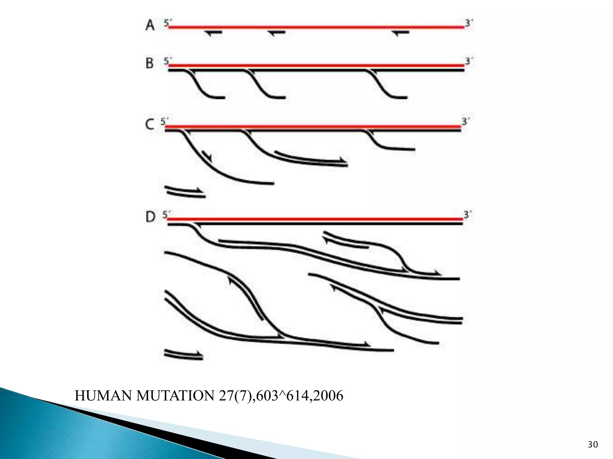 30
HUMAN MUTATION 27(7),603^614,2006
 