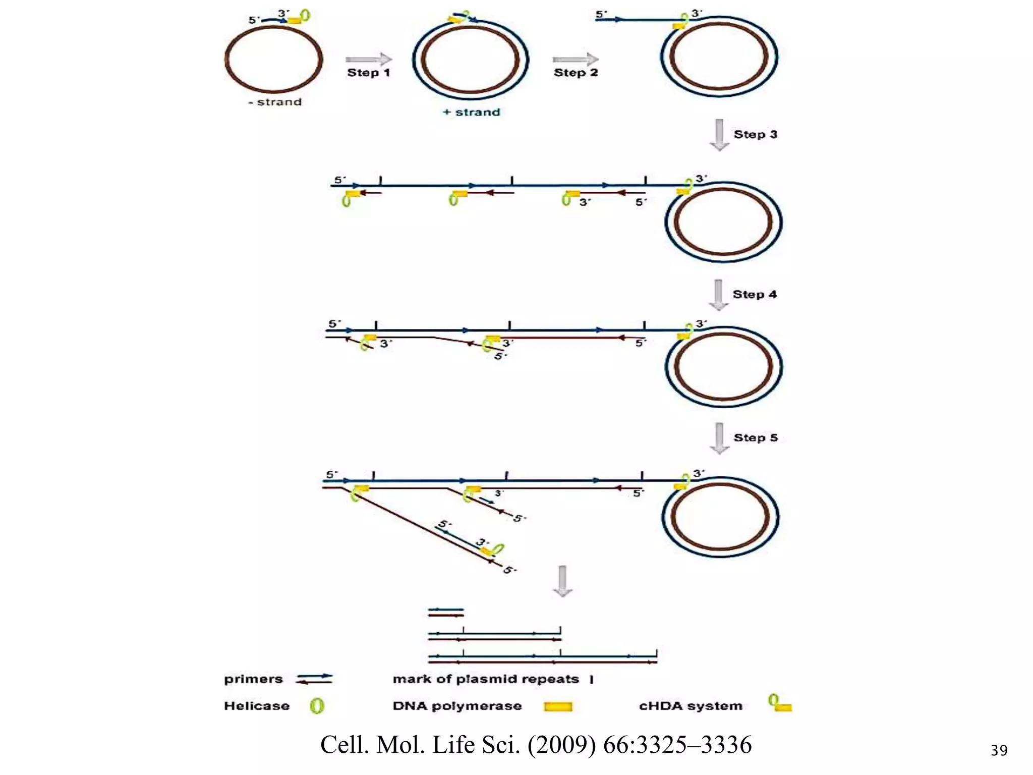 39Cell. Mol. Life Sci. (2009) 66:3325–3336
 