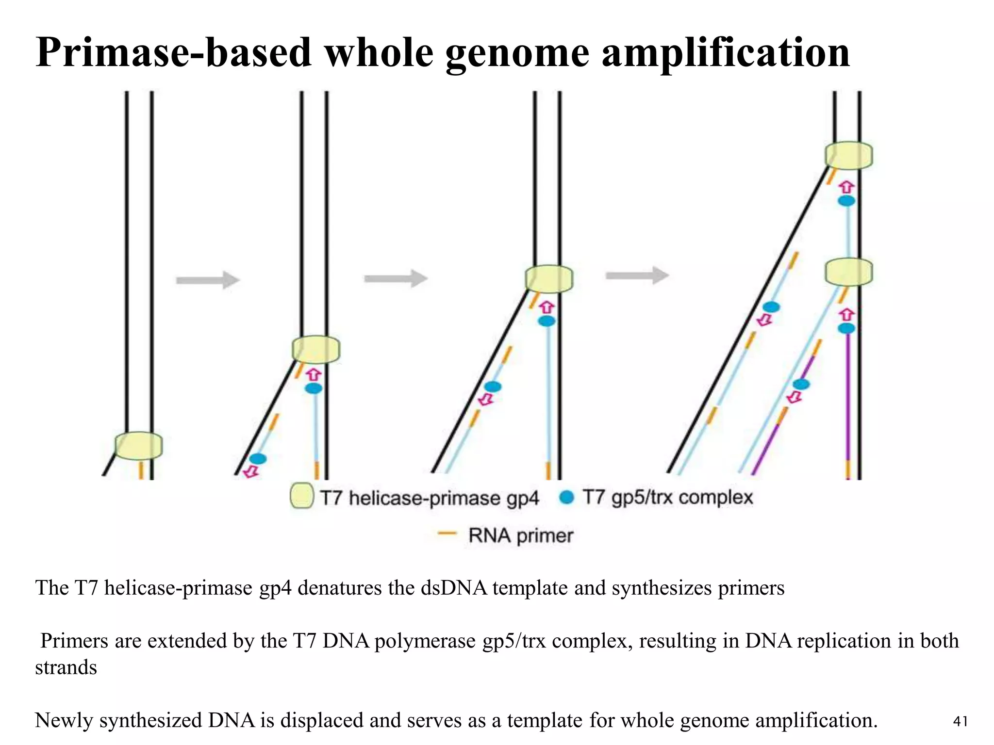 The T7 helicase-primase gp4 denatures the dsDNA template and synthesizes primers
Primers are extended by the T7 DNA polymerase gp5/trx complex, resulting in DNA replication in both
strands
Newly synthesized DNA is displaced and serves as a template for whole genome amplification. 41
Primase-based whole genome amplification
 
