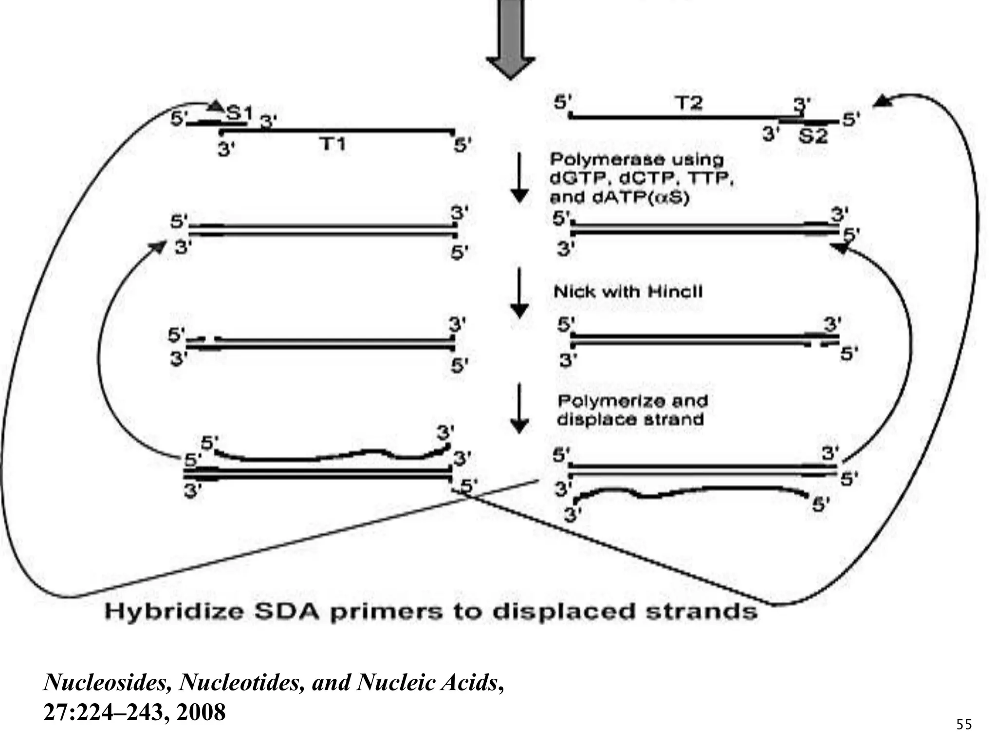 55
Nucleosides, Nucleotides, and Nucleic Acids,
27:224–243, 2008
 