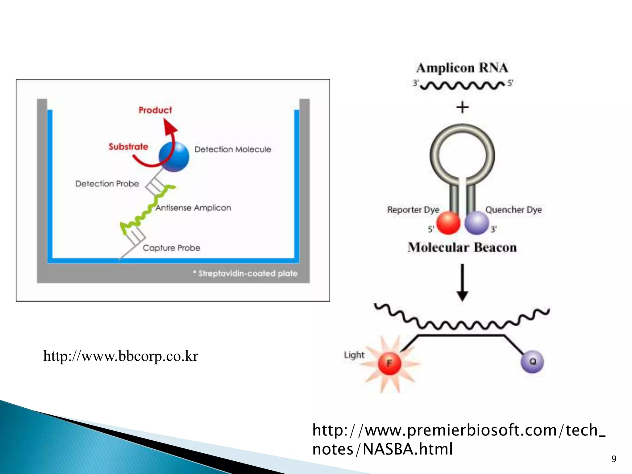 9
http://www.premierbiosoft.com/tech_
notes/NASBA.html
http://www.bbcorp.co.kr
 