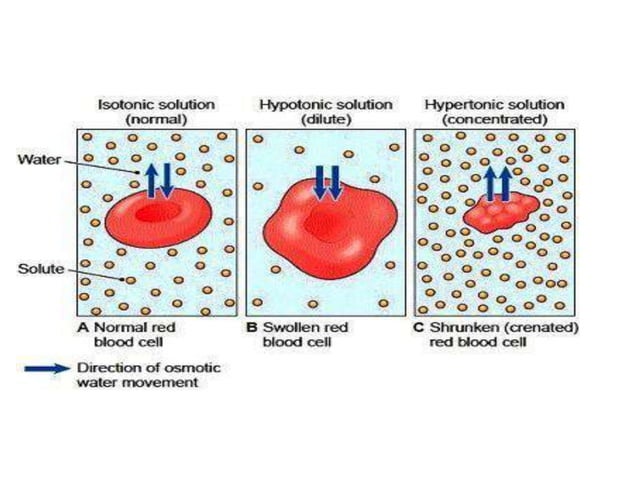 Isotonic and buffer solutions | PPTX