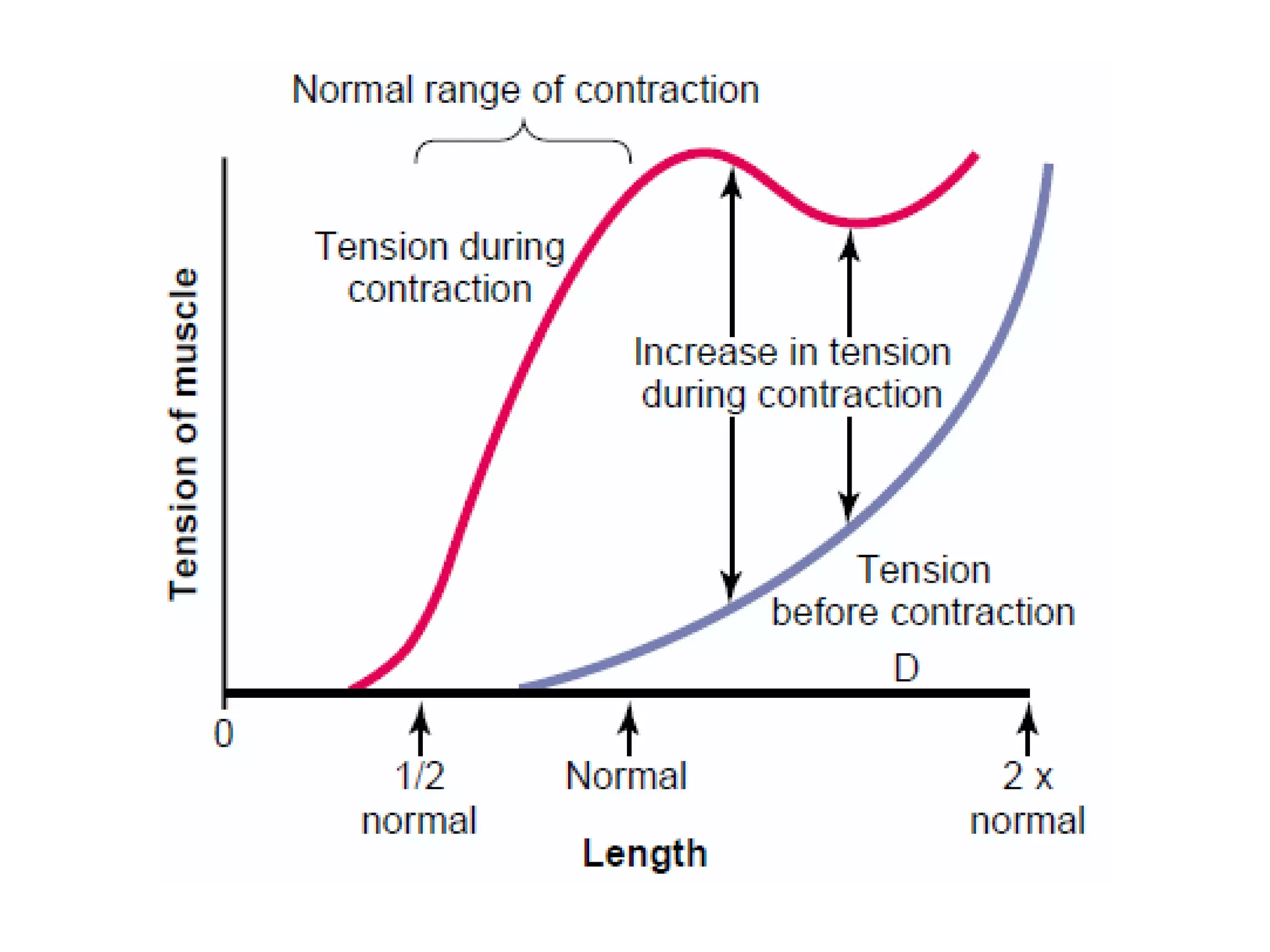 Isotonic Concentric Contraction Explained Simply - 5m858d7