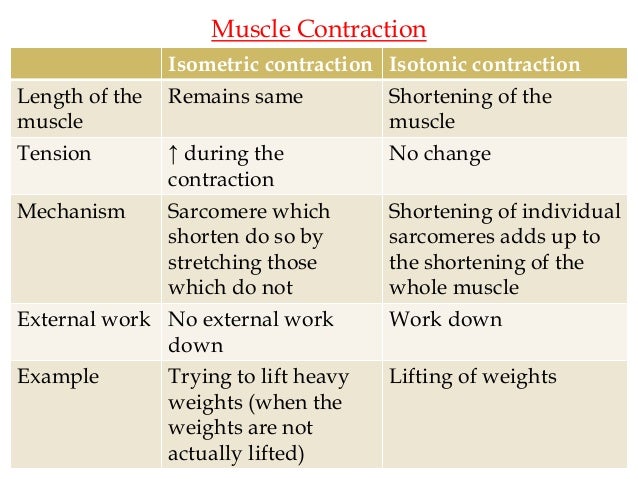isotonic isometric contraction isometric contraction