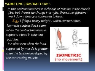 Isotonic & Isometric contraction of muscle.pptx