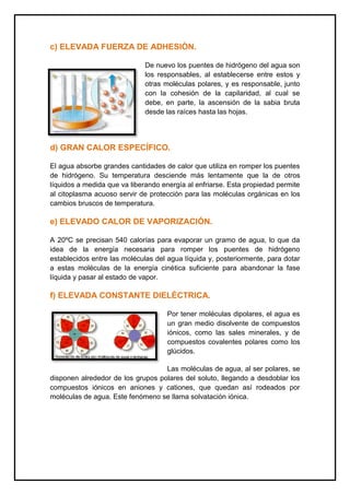 c) ELEVADA FUERZA DE ADHESIÓN.
De nuevo los puentes de hidrógeno del agua son
los responsables, al establecerse entre estos y
otras moléculas polares, y es responsable, junto
con la cohesión de la capilaridad, al cual se
debe, en parte, la ascensión de la sabia bruta
desde las raíces hasta las hojas.
d) GRAN CALOR ESPECÍFICO.
El agua absorbe grandes cantidades de calor que utiliza en romper los puentes
de hidrógeno. Su temperatura desciende más lentamente que la de otros
líquidos a medida que va liberando energía al enfriarse. Esta propiedad permite
al citoplasma acuoso servir de protección para las moléculas orgánicas en los
cambios bruscos de temperatura.
e) ELEVADO CALOR DE VAPORIZACIÓN.
A 20ºC se precisan 540 calorías para evaporar un gramo de agua, lo que da
idea de la energía necesaria para romper los puentes de hidrógeno
establecidos entre las moléculas del agua líquida y, posteriormente, para dotar
a estas moléculas de la energía cinética suficiente para abandonar la fase
líquida y pasar al estado de vapor.
f) ELEVADA CONSTANTE DIELÉCTRICA.
Por tener moléculas dipolares, el agua es
un gran medio disolvente de compuestos
iónicos, como las sales minerales, y de
compuestos covalentes polares como los
glúcidos.
Las moléculas de agua, al ser polares, se
disponen alrededor de los grupos polares del soluto, llegando a desdoblar los
compuestos iónicos en aniones y cationes, que quedan así rodeados por
moléculas de agua. Este fenómeno se llama solvatación iónica.
 