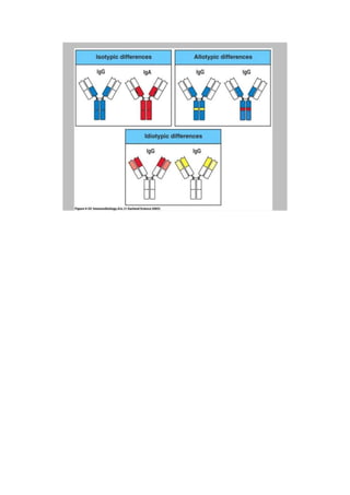 Isotyp Isotypes allotypes and idiotypes | DOCX