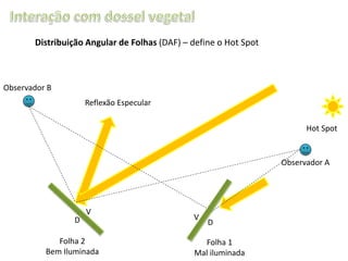 Distribuição Angular de Folhas (DAF) – define o Hot Spot

Observador B
Reflexão Especular
Hot Spot

Observador A

D

V

Folha 2
Bem Iluminada

V

D

Folha 1
Mal iluminada

 
