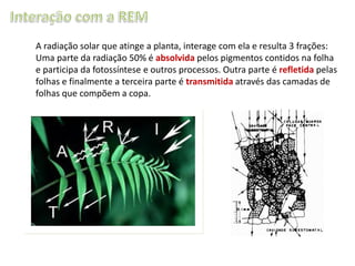 A radiação solar que atinge a planta, interage com ela e resulta 3 frações:
Uma parte da radiação 50% é absolvida pelos pigmentos contidos na folha
e participa da fotossíntese e outros processos. Outra parte é refletida pelas
folhas e finalmente a terceira parte é transmitida através das camadas de
folhas que compõem a copa.

 