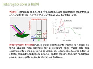 Visível: Pigmentos dominam a reflectância. Esses geralmente encontrados
no cloroplasto são: clorofila 65%, carotenos 6% e Xantofilas 29%

Infravermelho Próximo: Considerável espalhamento interno de radiação na
folha. Quanto mais lacunosa for a estrutura foliar maior será seu
espalhamento e maiores serão os valores de reflectância. Fatores externos
à folha, como disponibilidade de água, podem causar alterações na relação
água-ar no mesófilo podendo alterar a reflectância.

 