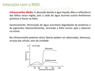 Teor de Água na Folha a reflectância
Infravermelho Médio: A absorção devido à água liquida afeta
das folhas nessa região, pois a saída de água acarreta outros fenômenos
químicos e físicos na folha.
Quimicamente: Diminuição de água acarretará degradação de proteínas e
de pigmentos fotossintetizantes, tornando a folha menos apta a absorver
no visível.
No infravermelho próximo vários fatores podem ser observados, biomassa,
arranjo das células, teor de umidade

 