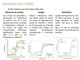 Outros fatores que são observados são:
Influencia do tempo
Fungos
Em 6 horas foi percebido a
diminuição da reflectância
no visível e em 23 h para
aquelas que foram mantidas
à temperatura ambiente e
no escuro. Na região do
Infravermelho
diferenças
significativas foram vistas
após 3 h para as em
temperatura ambiente.

Exibem reflectância maior
que folhas sadias no visível,
isso pode ser explicado pela
perda de clorofila e menor
no IV que pode ser atribuído
à invasão dos fungos nos
espaços
intraceluláres,
compactando a estrutura
interna.

Nutrientes
Ligados diretamente ao solo.
Se falta nutrientes os que
estão alocados em folhas
velhas vão para as folhas
novas.
Mg e N são os principais
formadores de moléculas de
clorofila.

 