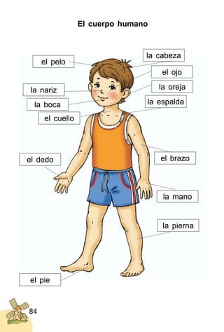 84
El cuerpo humano
la nariz
el pelo
el cuello
la mano
el dedo
el pie
el ojo
la cabeza
la boca la espalda
el brazo
la pierna
la oreja
 