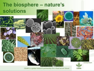 The biosphere – nature’s 
solutions 
 