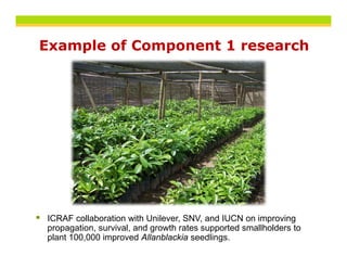 Example of Component 1 research




ICRAF collaboration with Unilever SNV and IUCN on improving
                          Unilever, SNV,
propagation, survival, and growth rates supported smallholders to
plant 100,000 improved Allanblackia seedlings.
 