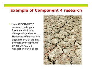 Example of Component 4 research


Joint CIFOR-CATIE
research on tropical
forests and climate
change adaptation in
Honduras influenced the
design of one of the first
projects ever approved
by the UNFCCC’s
Adaptation Fund Board
 