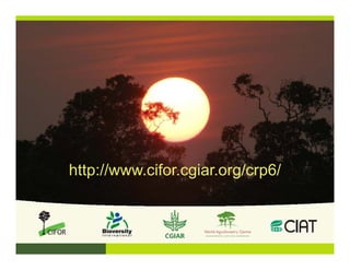 http://www.cifor.cgiar.org/crp6/
 
