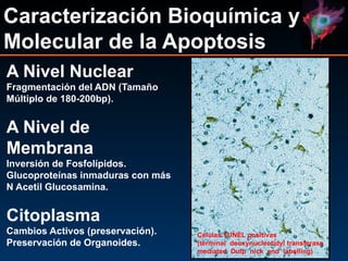 Caracterización Bioquímica y
Molecular de la Apoptosis
A Nivel Nuclear
Fragmentación del ADN (Tamaño
Múltiplo de 180-200bp).
A Nivel de
Membrana
Inversión de Fosfolípidos.
Glucoproteínas inmaduras con más
N Acetil Glucosamina.
Citoplasma
Cambios Activos (preservación).
Preservación de Organoides.
Células TUNEL positivas
(terminal deoxynucleotidyl transferase
mediated Dutp nick end labelling)
 