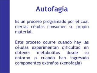 Es un proceso programado por el cual
ciertas células consumen su propio
material.
Este proceso ocurre cuando hay las
células experimentan dificultad en
obtener metabolitos desde su
entorno o cuando han ingresado
componentes extraños (xenofagia)
Autofagia
 