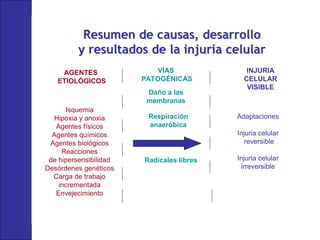 Resumen de causas, desarrollo
Resumen de causas, desarrollo
y resultados de la injuria celular
y resultados de la injuria celular
Isquemia
Hipoxia y anoxia
Agentes físicos
Agentes químicos
Agentes biológicos
Reacciones
de hipersensibilidad
Desórdenes genéticos
Carga de trabajo
incrementada
Envejecimiento
Adaptaciones
Injuria celular
reversible
Injuria celular
irreversible
AGENTES
ETIOLÓGICOS
VÍAS
PATOGÉNICAS
INJURIA
CELULAR
VISIBLE
Radicales libres
Daño a las
membranas
Respiración
anaeróbica
 