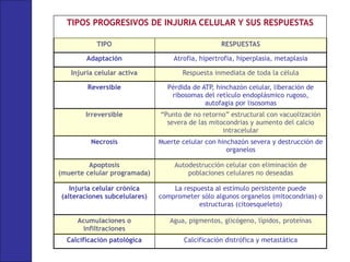 TIPOS PROGRESIVOS DE INJURIA CELULAR Y SUS RESPUESTAS
TIPO RESPUESTAS
Adaptación Atrofia, hipertrofia, hiperplasia, metaplasia
Injuria celular activa Respuesta inmediata de toda la célula
Reversible Pérdida de ATP, hinchazón celular, liberación de
ribosomas del retículo endoplásmico rugoso,
autofagia por lisosomas
Irreversible “Punto de no retorno” estructural con vacuolización
severa de las mitocondrias y aumento del calcio
intracelular
Necrosis Muerte celular con hinchazón severa y destrucción de
organelos
Apoptosis
(muerte celular programada)
Autodestrucción celular con eliminación de
poblaciones celulares no deseadas
Injuria celular crónica
(alteraciones subcelulares)
La respuesta al estímulo persistente puede
comprometer sólo algunos organelos (mitocondrias) o
estructuras (citoesqueleto)
Acumulaciones o
infiltraciones
Agua, pigmentos, glicógeno, lípidos, proteínas
Calcificación patológica Calcificación distrófica y metastática
 