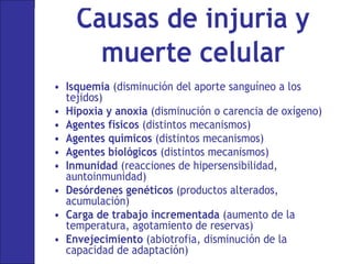 Causas de injuria y
muerte celular
• Isquemia (disminución del aporte sanguíneo a los
tejidos)
• Hipoxia y anoxia (disminución o carencia de oxígeno)
• Agentes físicos (distintos mecanismos)
• Agentes químicos (distintos mecanismos)
• Agentes biológicos (distintos mecanismos)
• Inmunidad (reacciones de hipersensibilidad,
auntoinmunidad)
• Desórdenes genéticos (productos alterados,
acumulación)
• Carga de trabajo incrementada (aumento de la
temperatura, agotamiento de reservas)
• Envejecimiento (abiotrofia, disminución de la
capacidad de adaptación)
 