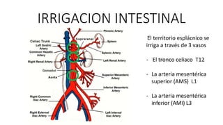 IRRIGACION INTESTINAL
El territorio esplácnico se
irriga a través de 3 vasos
- El tronco celiaco T12

- La arteria mesentérica
superior (AMS) L1
- La arteria mesentérica
inferior (AMI) L3

 