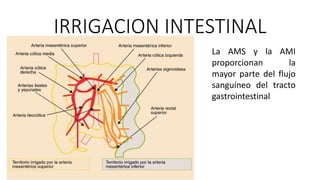 IRRIGACION INTESTINAL
La AMS y la AMI
proporcionan
la
mayor parte del flujo
sanguíneo del tracto
gastrointestinal

 