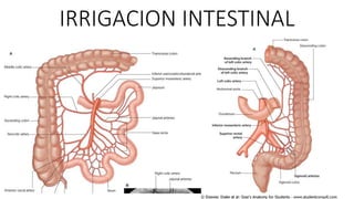 IRRIGACION INTESTINAL

 
