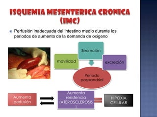 

Perfusión inadecuada del intestino medio durante los
periodos de aumento de la demanda de oxigeno
Secreción
movilidad

excreción
Periodo
pospandrial

Aumenta
perfusión

Aumenta
resistencia
(ATEROSCLEROSIS
)

HIPOXIA
CELULAR

 