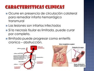 Ocurre en presencia de circulación colateral
para remediar infarto hemorrágico
transmural
 Las lesiones son infartos infectados
 Si la necrosis tisular es limitada, puede curar
por completo.
 Ilimitada puede progresar como enteritis
cronica – obstrucción.


 