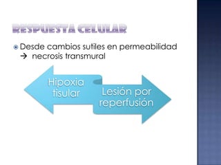  Desde

cambios sutiles en permeabilidad
 necrosis transmural

Hipoxia
tisular

Lesión por
reperfusión

 